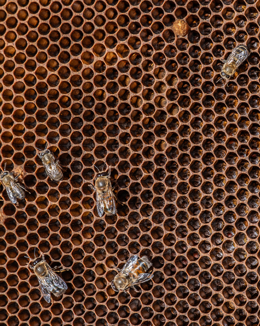 Honey