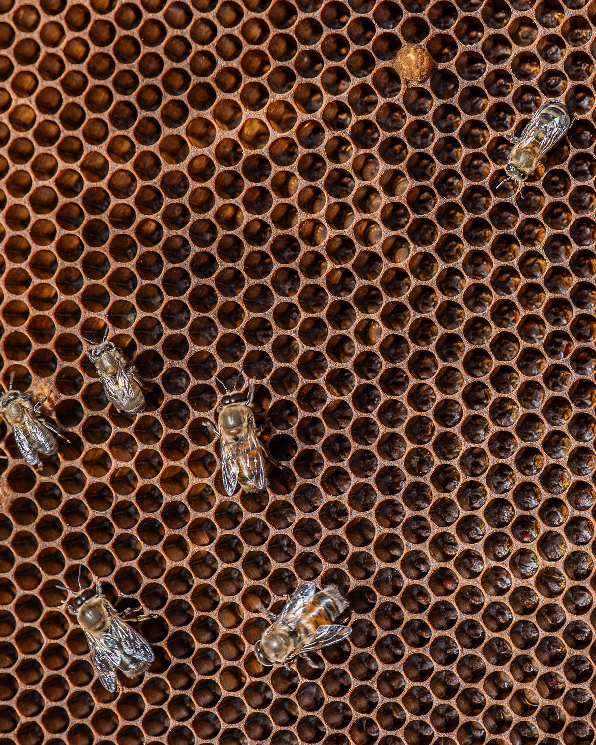 Honey